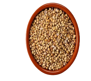 Mature Coriander Seeds